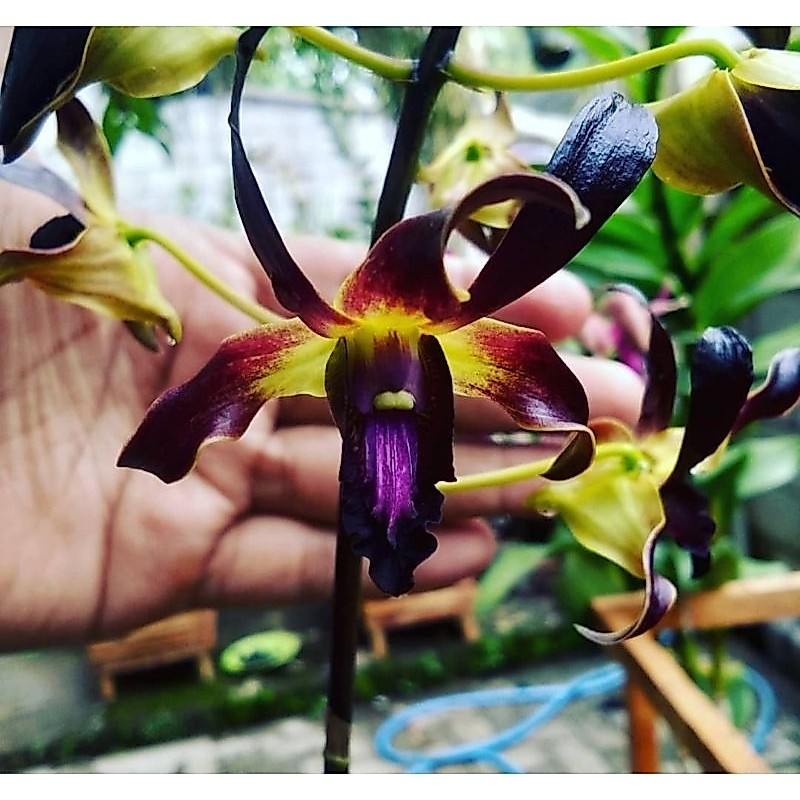 anggrek bibit botol dendrobium mpu Gandring var black