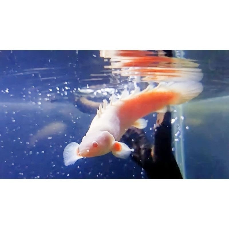 hiasan palmas albino ISI  2 ekor palmas albino gasken 7-10 cm