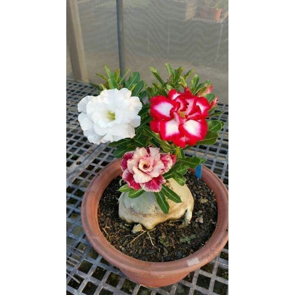 (PROMO) ( BISA COD ) TERMURAH Tanaman Hias Bunga Adenium Obesum Bunga Tumpuk 3 Warna - Adenium Kambo