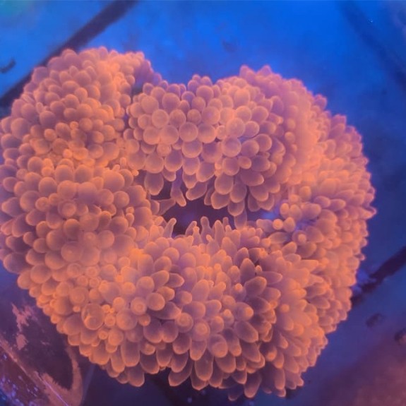 Anemon Jagung Merah / Red Bubble Tip Anemone (RBTA)