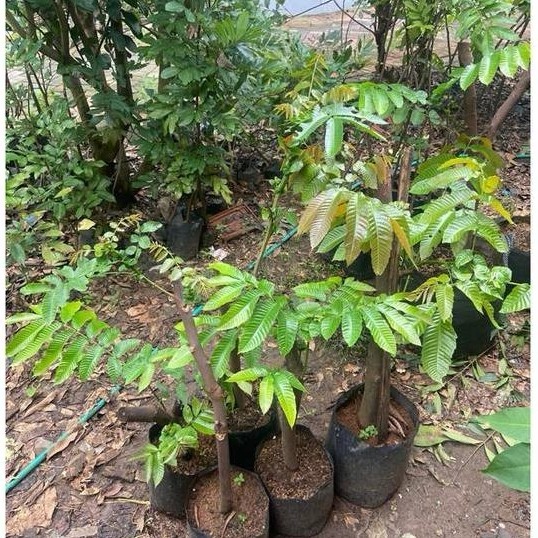 Paket Bibit Matoa Cangkok