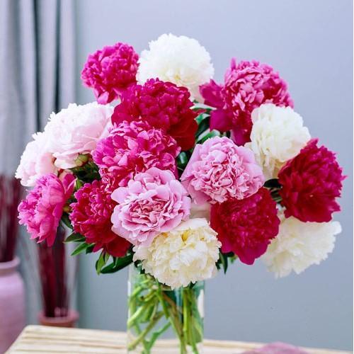 1 Biji Benih Bibit Tanaman Bunga Potong Peony Mix Color Peony Lactiflora