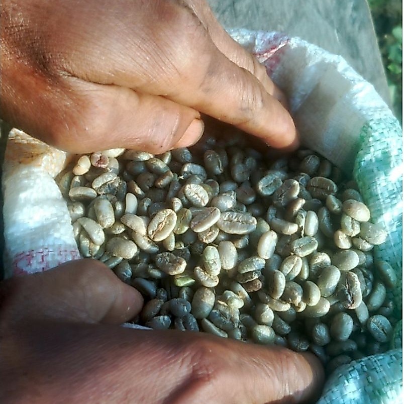 kopi luwak asli gayo arabica 1kg