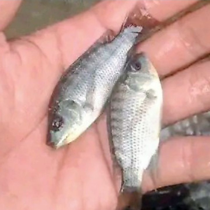 bibit mujair ukuran 7cm/perekor