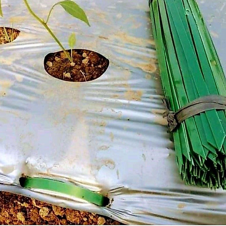 Sujen Jepit Plastik Mulsa isi -+170 BIJI panjang 35cm pasak mulsa tusuk mulsa