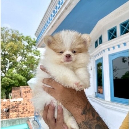 Anakan Anjing Mini Pom Super Mini Pom Jantan Betina Lucu
