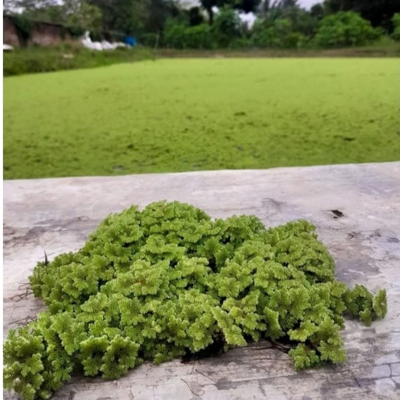 Azolla 1 kg BERGARANSI PAKAN ALTERNATIF IKAN NILA LELE GURAME AYAM BEBEK MENTOK