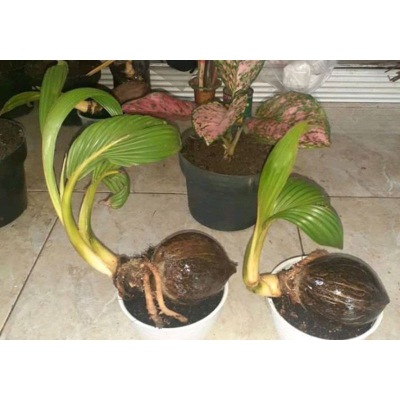 Bonsai kelapa bahan bonsai kelapa kelapa bonsai     Berkualitas