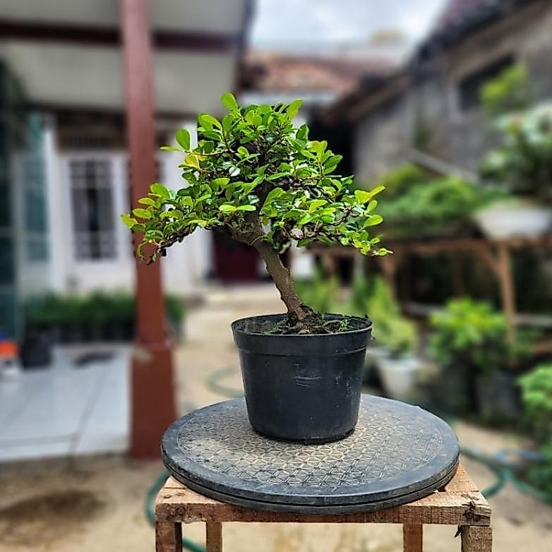 NEW Bonsai tanaman ohna [terbaik][terlaris]