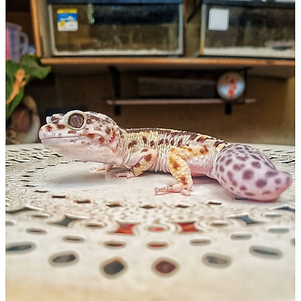 Mainan Gecko Bandit het Tremper