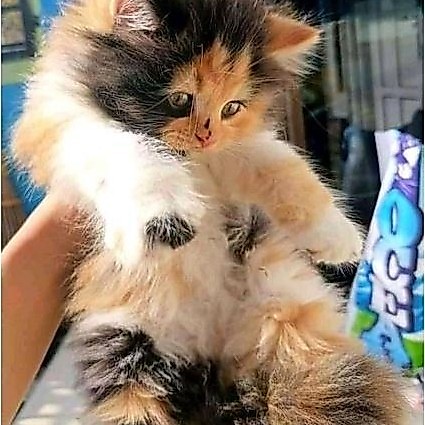 KUCING (BULU CALICO) KITTEN PERSIA MEDIUM ANGGORA HIMALAYA FLATNOSE