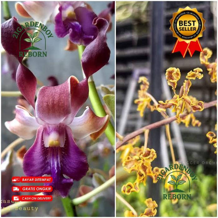 (BISA COD) Remaja Anggrek Dendrobium Rums Beauty x Discolor Peter