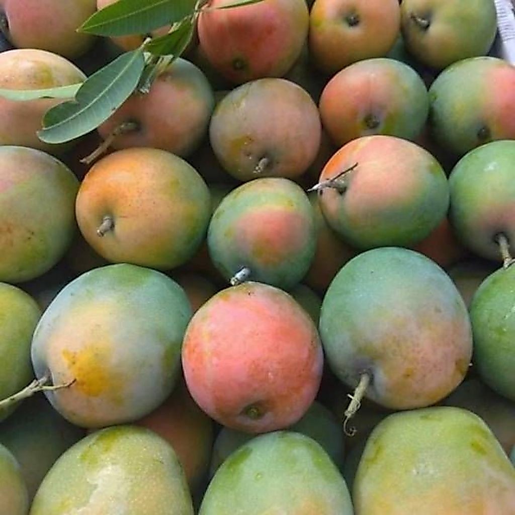 mangga gincu Indramayu ±1kg