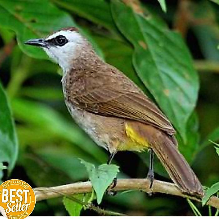 Ready Burung Trucuk Trucukan Jatim Body Big -Gratisongkir