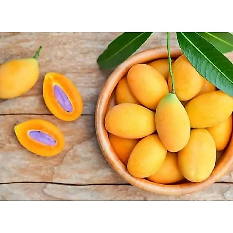 Bibit gandaria / tanaman buah gandaria