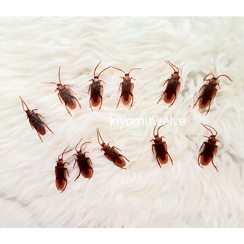 Mainan Kucing Kecoa Palsu Kecoak Mainan Prank Toy Kecoa Karet