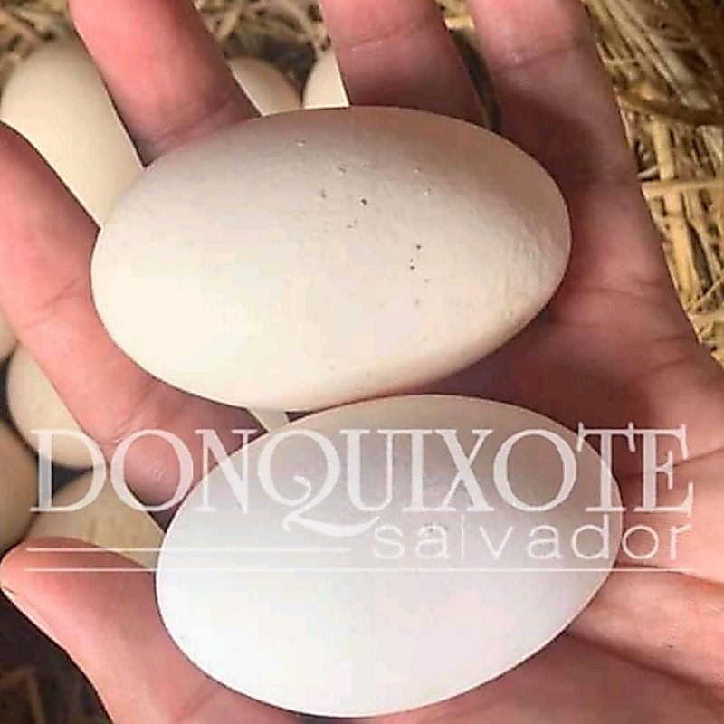 telur ayam shamo