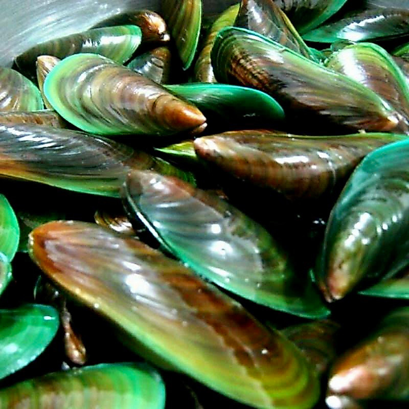 Kerang Hijau Frozen / kerang hijau