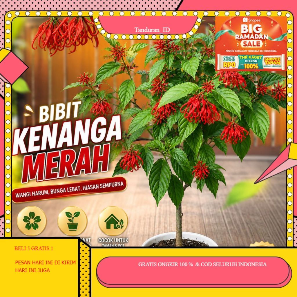 Bibit Kenanga Merah Tanaman Hias Bunga Siap ALAM_BIBIT