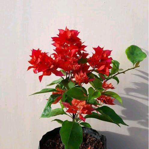 TANAMAN HIAS BOUGENVILLE BUNGA KERTAS - BOUGENVILLE BUNGA MERAH RED LIONS - PROMO BOUGENVILLE