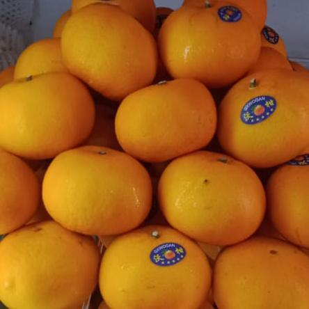 Buah Jeruk Wokam Wokan Wogam Mandarin - 500gr