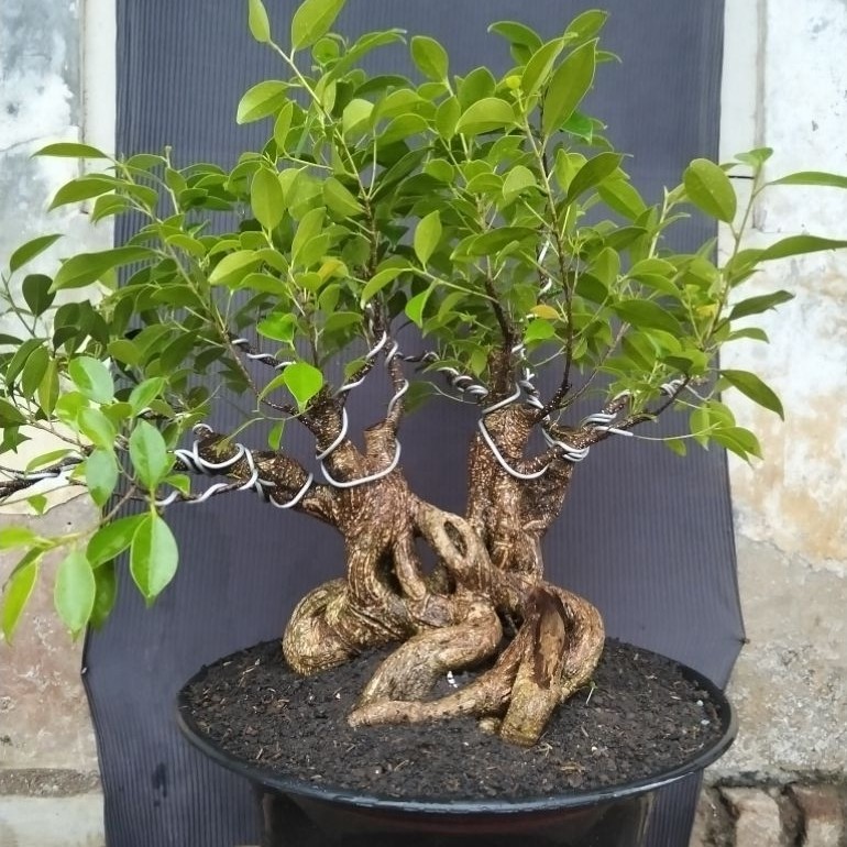 Bahan bonsai kimeng raft prokar berkarakter sesuai gambar