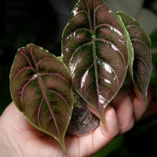 Bonggol Umbi Bibit Alocasia Azlanii