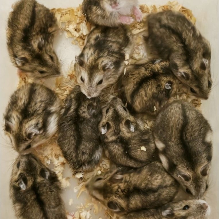 Hamster jenis winter white Tiger