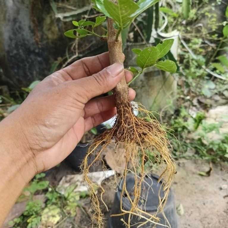 sancang hasil cangkok