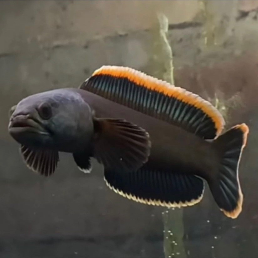 Chana Limbata Jumbo 13-22cm