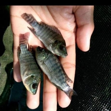 Bibit Ikan Mujair Hitam Ukuran 2 Jari