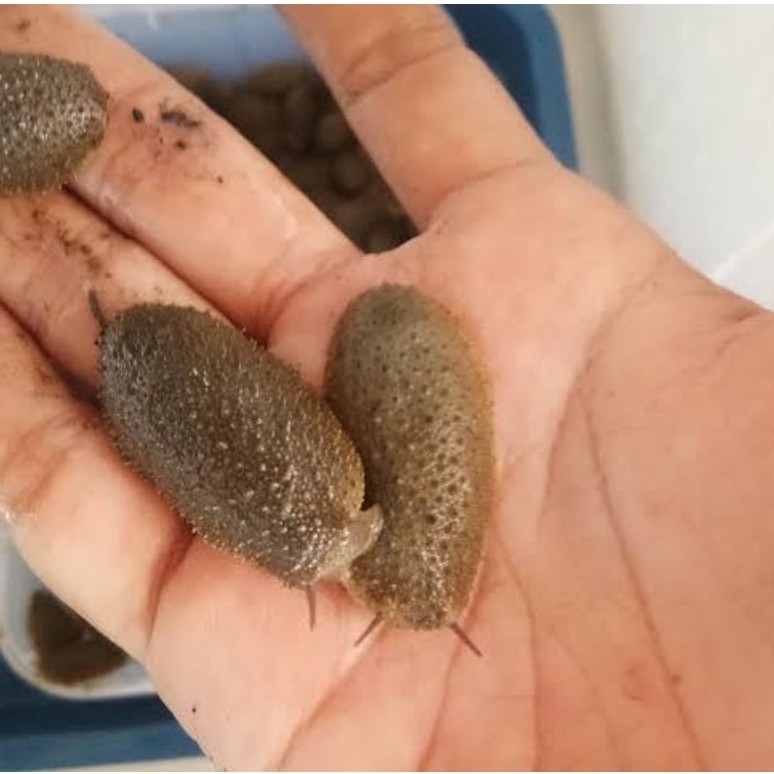 lintah laut / siput tanpa cangkang Hidup