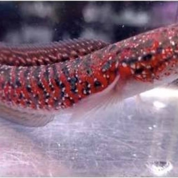 Rsp. Kalimaya red spot asiatica ukuran 4-5cm...