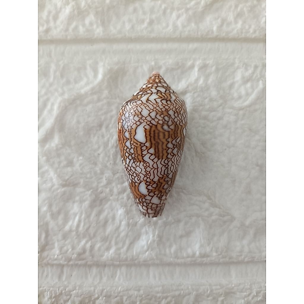 Jual Cangkang Kerang Conus Textile 4,5cm