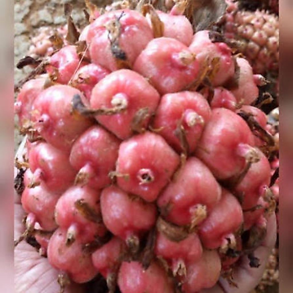 Honje/buah honje segar 1 kg