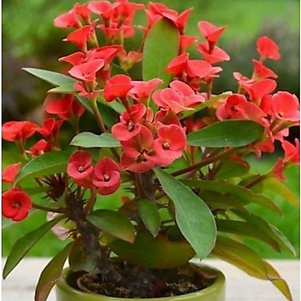 TANAMAN HIAS EUPHORBIA PINK MILI//EUPHORBIA MILLI