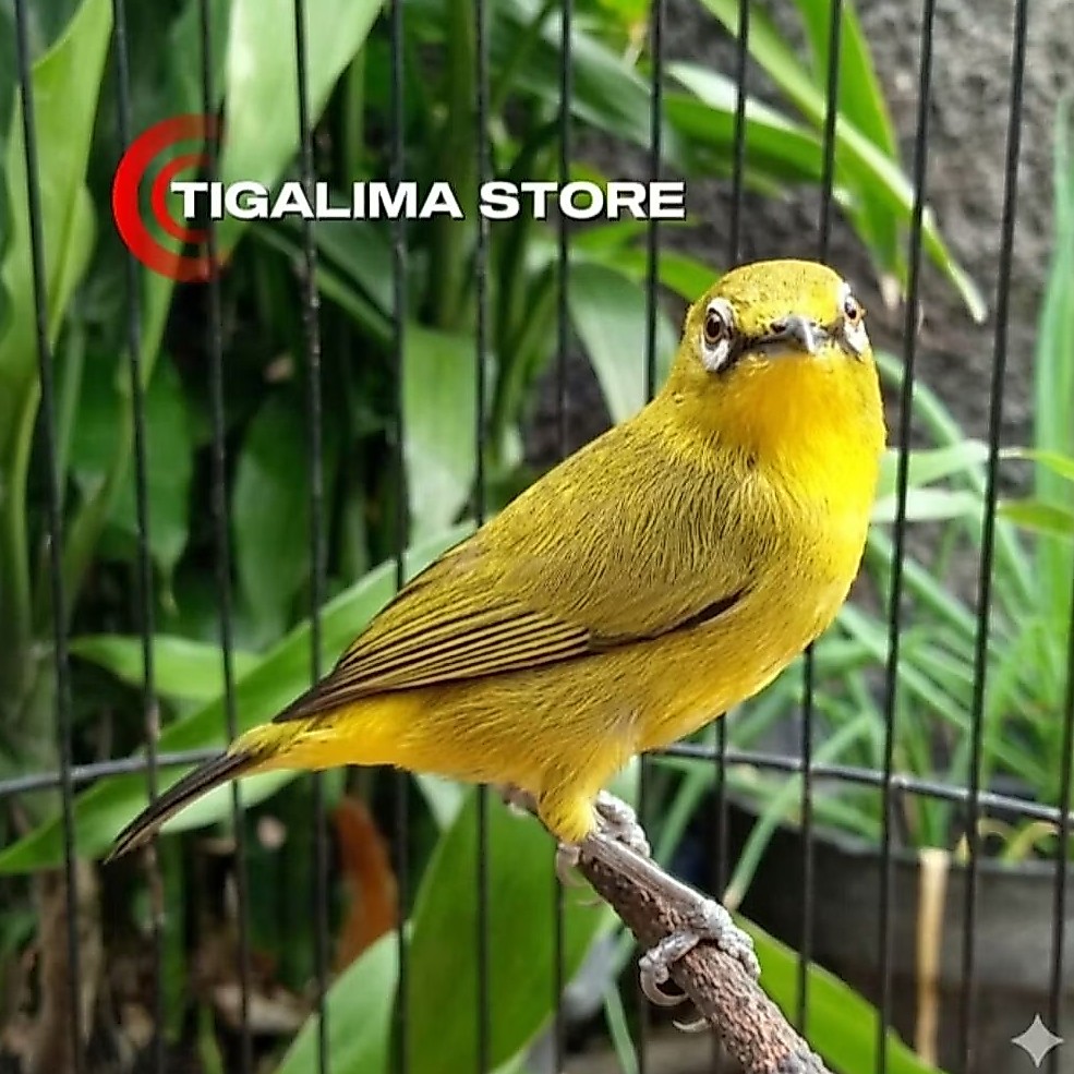PLECI DAKUN BALI DAKBAL JANTAN PILIHAN