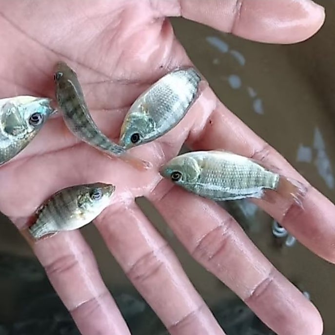 Bibit Ikan Nila Hitam Nirwana Ukuran isi BnyK lo