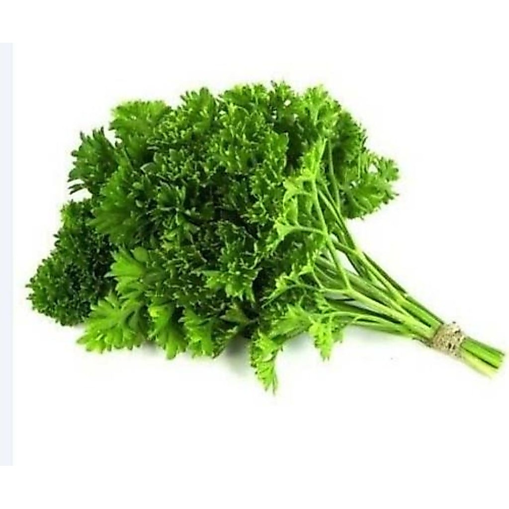 Daun peterseli/parsley segar