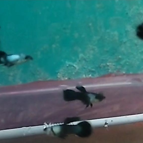 Hiasan aquarium sepasang guppy mini panda