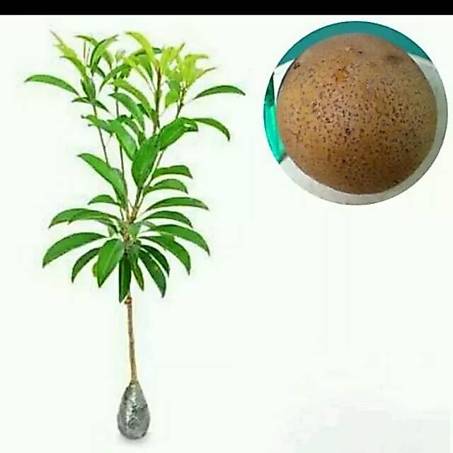 BIBIT BUAH SAWO JUMBO ALANO