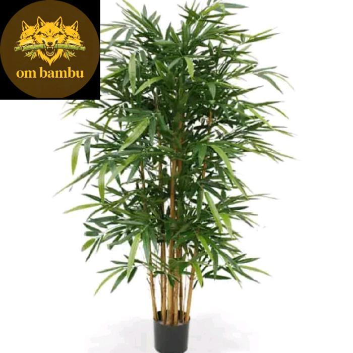 bibit bambu kuning siap tanam 1pohon  suda berakar