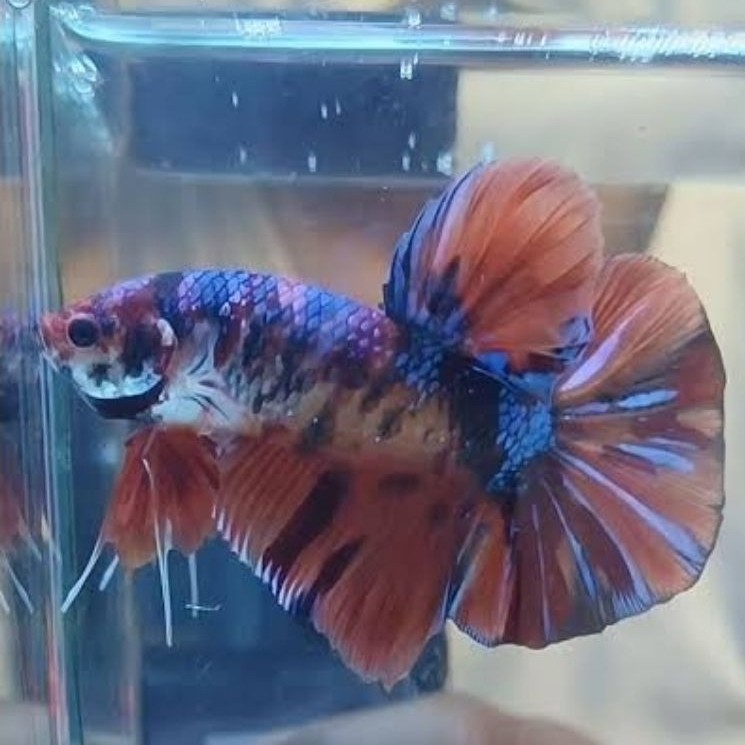 Ikan Cupang Giant