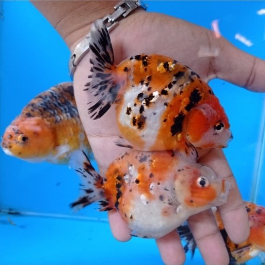 IKAN HIAS RANCU RANCHU CALICO  / IKAN MAS KOKI RANCU CALICO IKAN HIAS AQUARIUM KOLAM