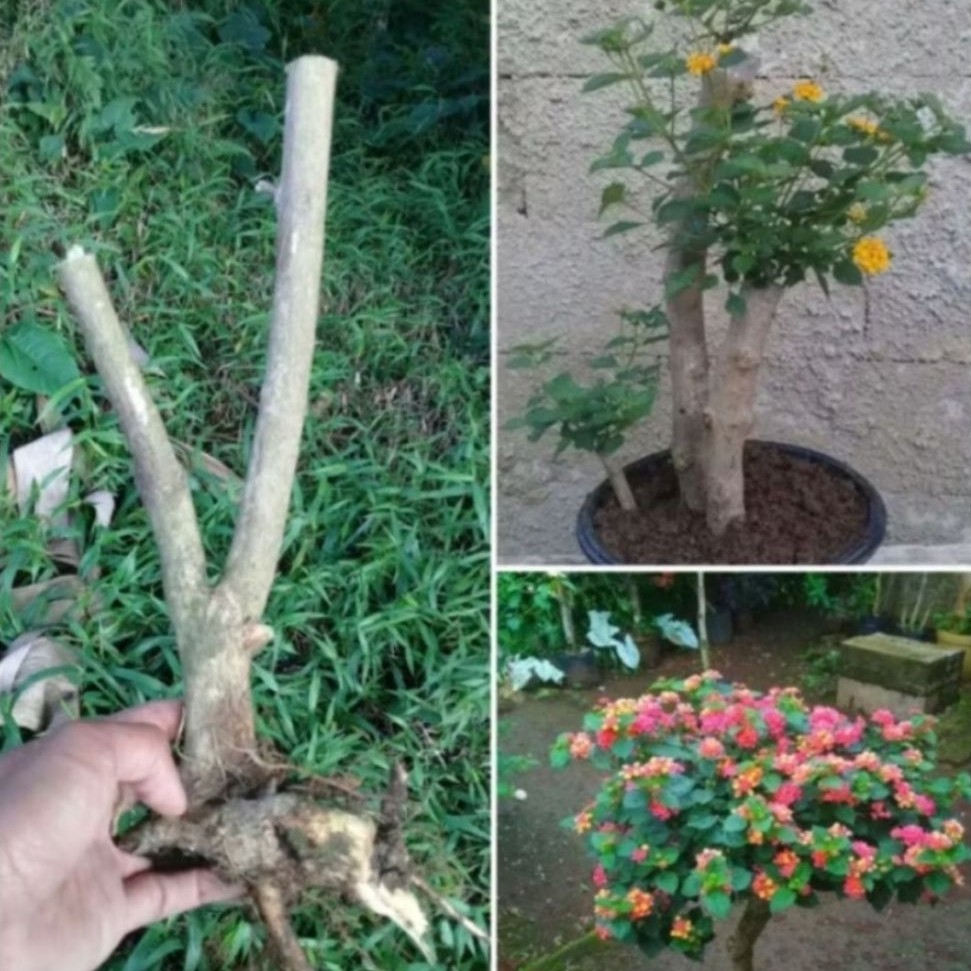 Bongol Bungga Lantana Bahan Bonsai Berkarakter isi 2
