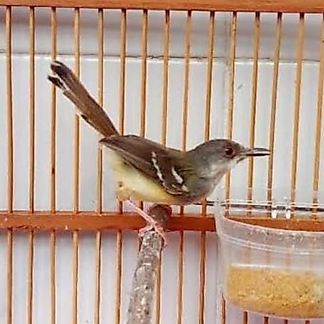 burung ciblek semi jantan ngevoer rawatan