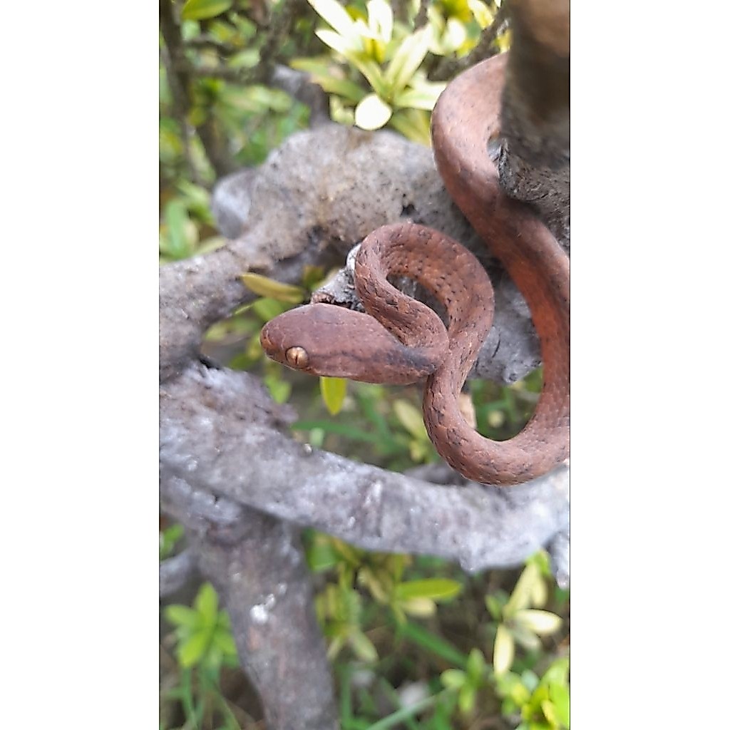 PAJANGAN BUAT DISPLAY ULAR SIPUT