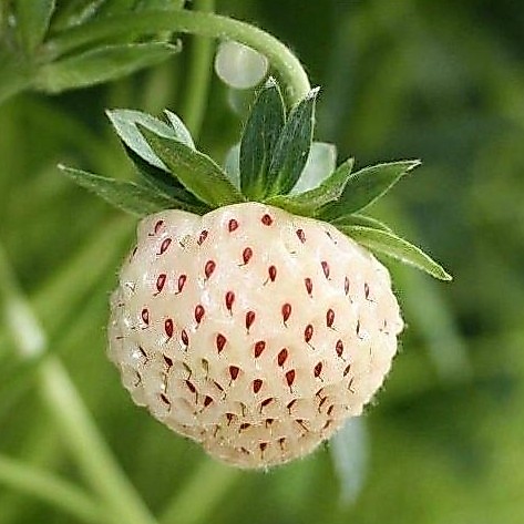Benih Bibit Biji Buah Stroberi Strawberry White Alpine Import