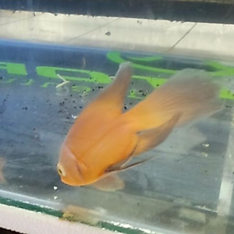 IKAN OSCAR PARIS SLAYER 9-10CM