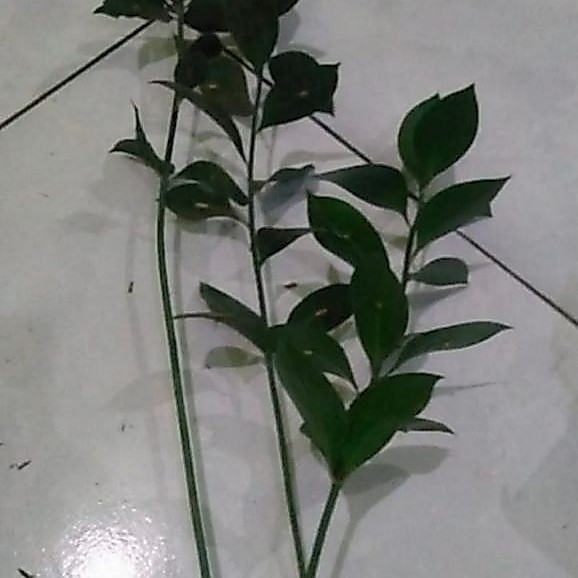bibit daun ruskus